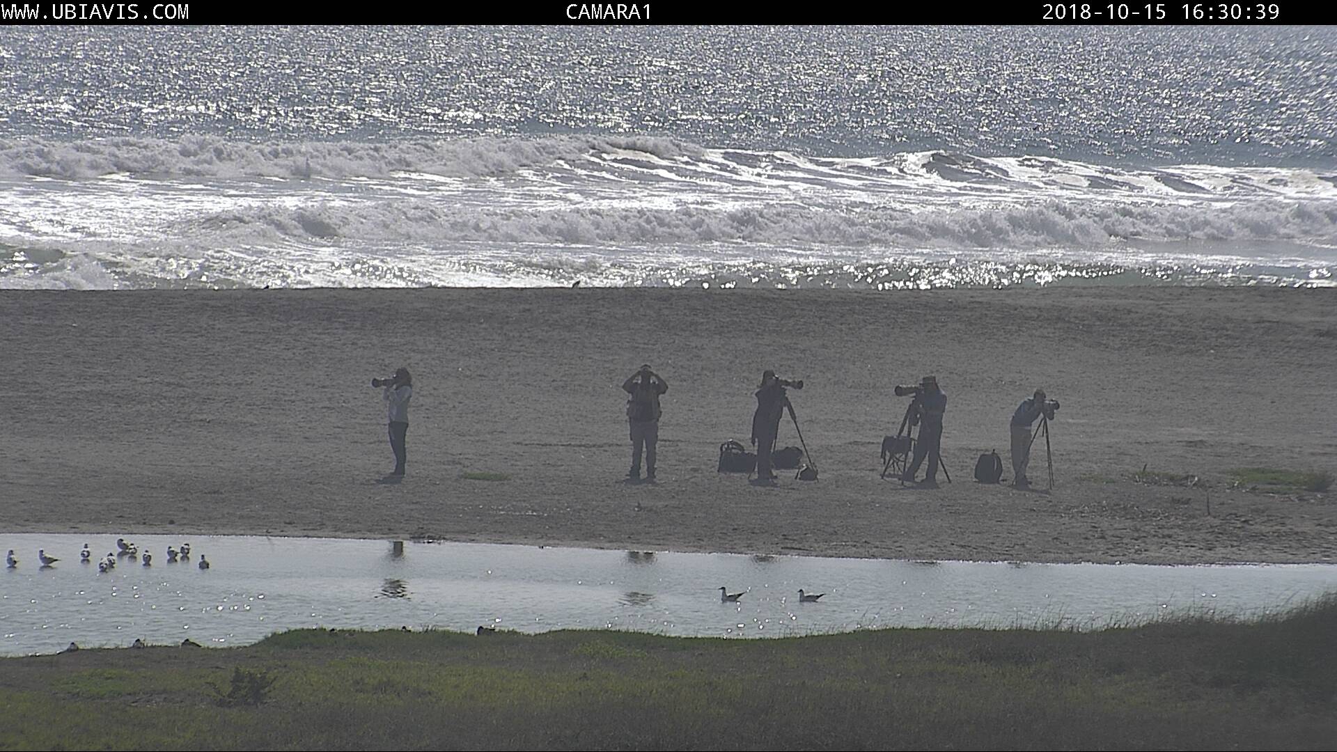 Birdwatchers